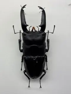 2026年最新】パラワンオオヒラタ 標本の人気アイテム - メルカリ