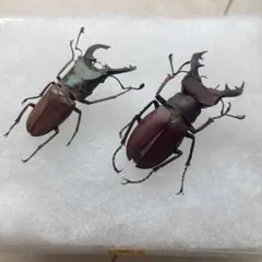 2026年最新】エラフスホソアカクワガタ 標本の人気アイテム - メルカリ