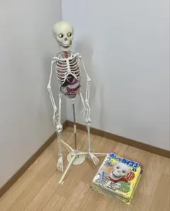 2026年最新】おしゃべりガイコツの人気アイテム - メルカリ