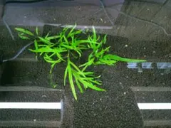 2026年最新】ミクロソリウム カピットの人気アイテム - メルカリ