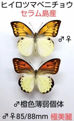 週末価格‼️ヒイロツマベニチョウ♂異常型標本☆アンボン島産☆稀異常