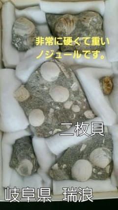 母岩は最高に硬く重いノジュール】化石二枚貝日本岐阜県瑞浪産