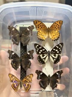 外国産蝶標本】ルリボシタテハモドキ♀♂/香港産/♀53mm♂49mm