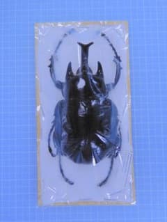 アルゼンチン産ヤヌスゾウカブト78mm