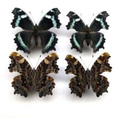 外国産蝶標本】ルリボシタテハモドキ♀♂/香港産/♀53mm♂49mm