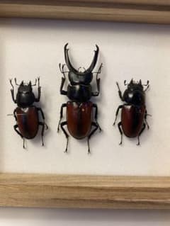 マクレイコクワガタ標本セット