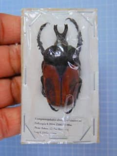 エチオピア産モンビロードツノカナブン39mm