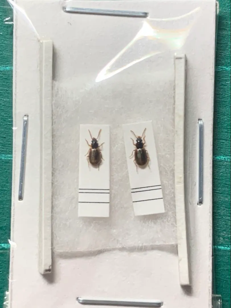 2026年最新】ゴミムシ 標本の人気アイテム - メルカリ