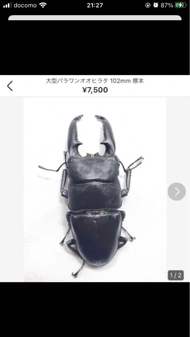 2026年最新】パラワンオオヒラタ 標本の人気アイテム - メルカリ