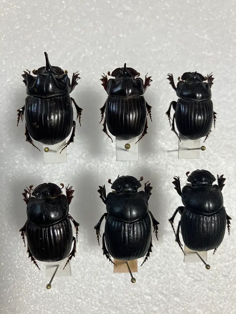 2026年最新】ダイコクコガネ 標本の人気アイテム - メルカリ