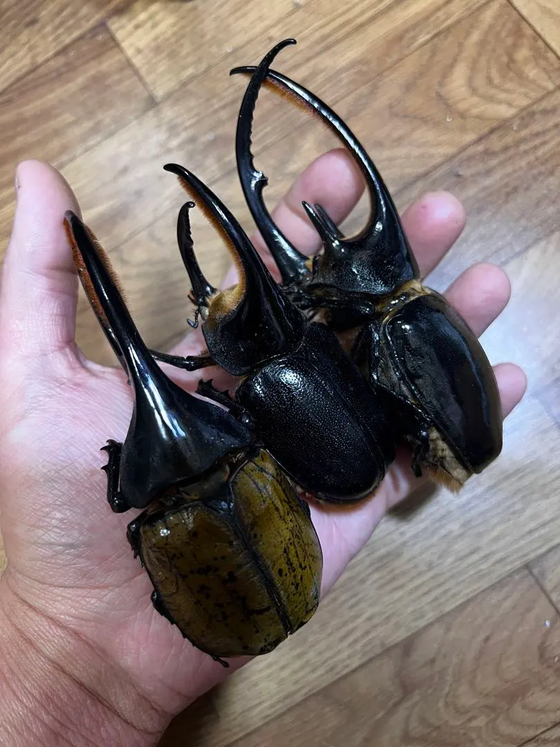 2026年最新】標本・ ネプチューンオオカブトの人気アイテム - メルカリ