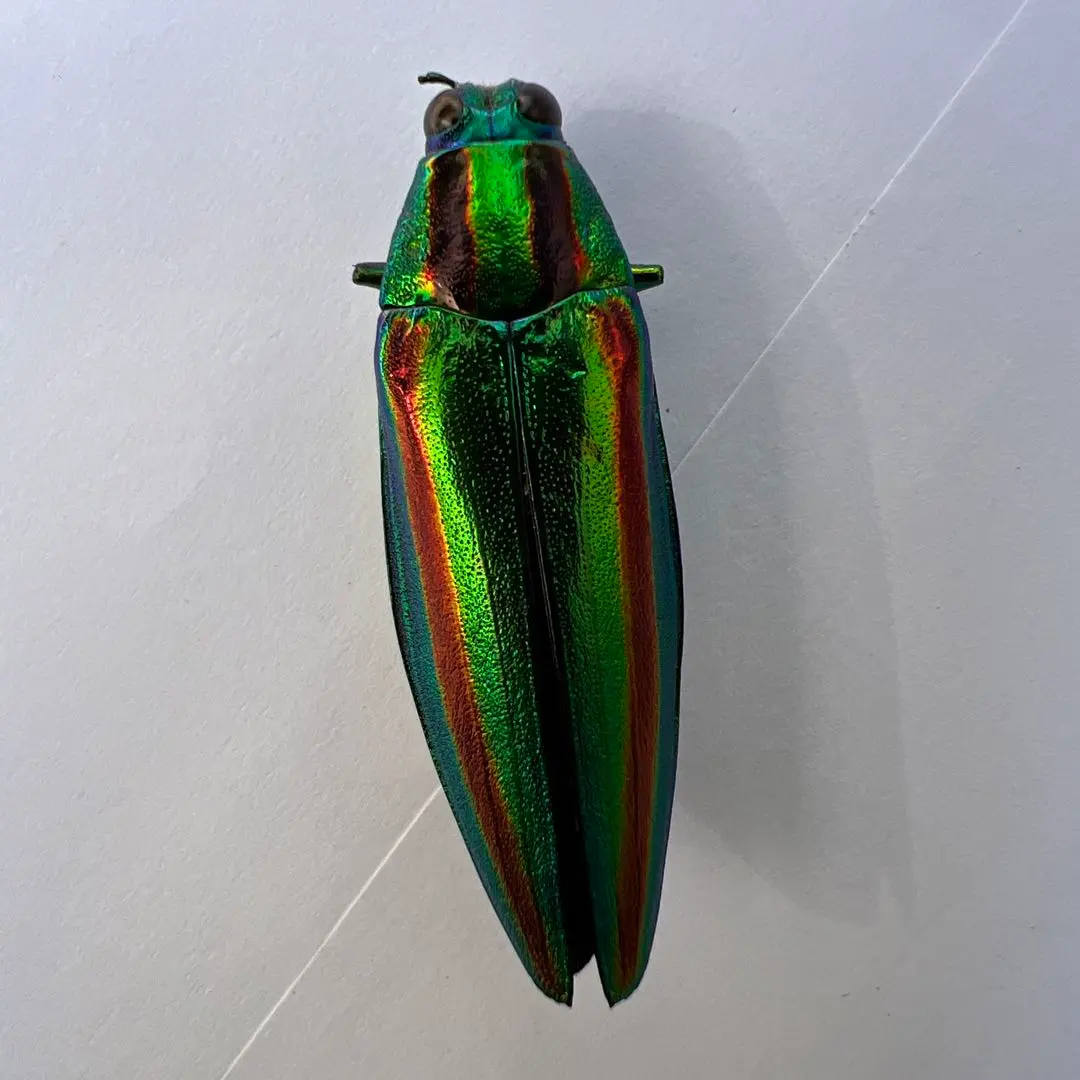 2025年最新】標本 昆虫 タマムシの人気アイテム - メルカリ ヤマト