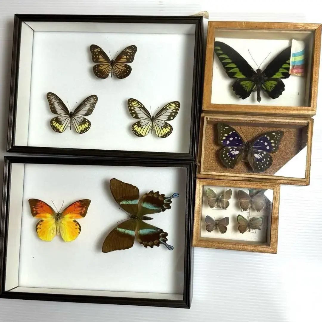 2026年最新】ツマベニチョウの人気アイテム - メルカリ