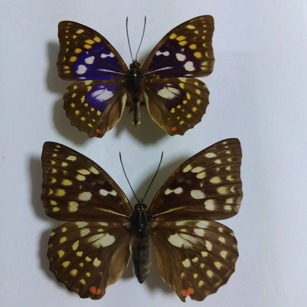 2026年最新】標本 オオムラサキの人気アイテム - メルカリ