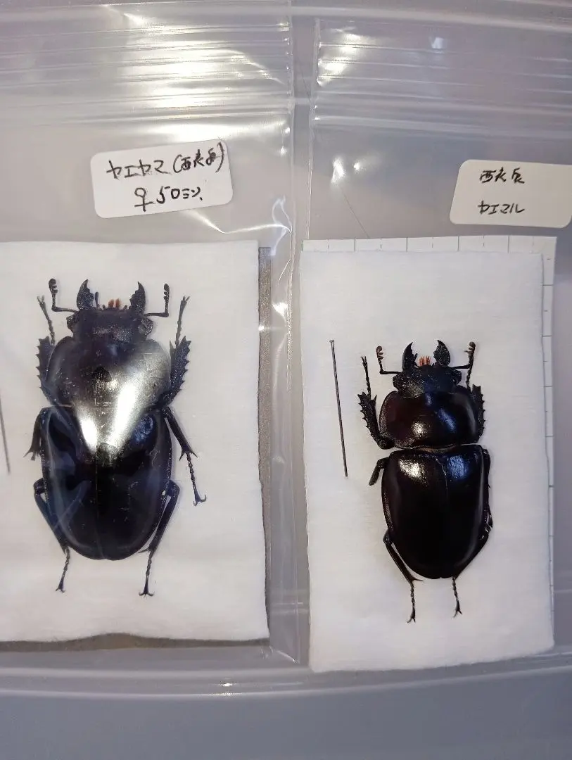 2026年最新】ヤエヤママルバネの人気アイテム - メルカリ