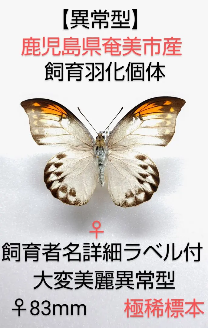 2026年最新】ツマベニチョウの人気アイテム - メルカリ