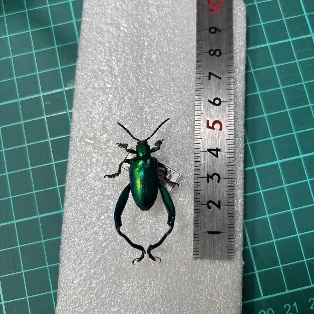 2026年最新】モモブトハムシの人気アイテム - メルカリ