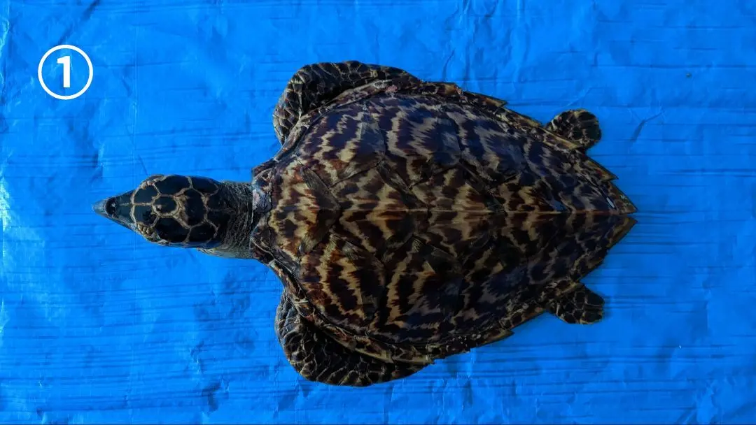 2025年最新】ウミガメはく製の人気アイテム - メルカリ