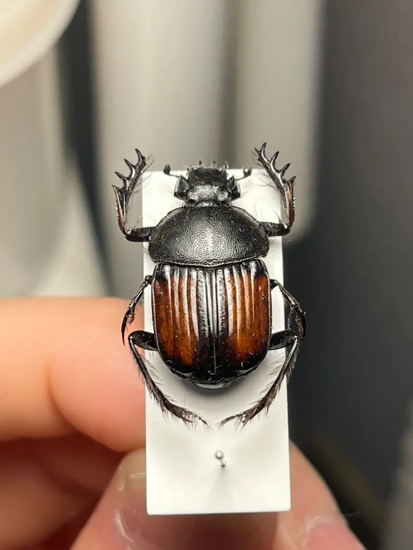 2026年最新】とんでもない甲虫の人気アイテム - メルカリ
