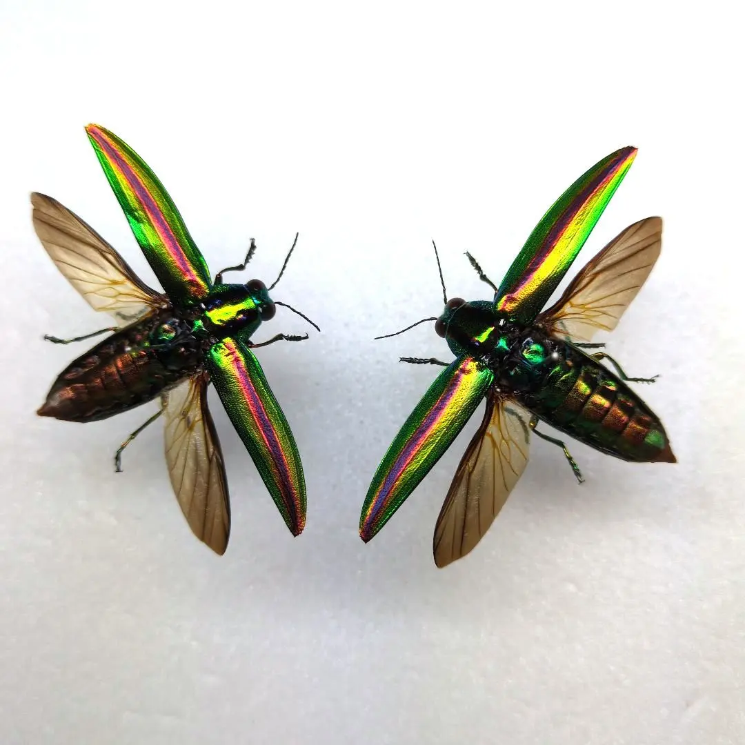 2026年最新】標本 昆虫 タマムシの人気アイテム - メルカリ