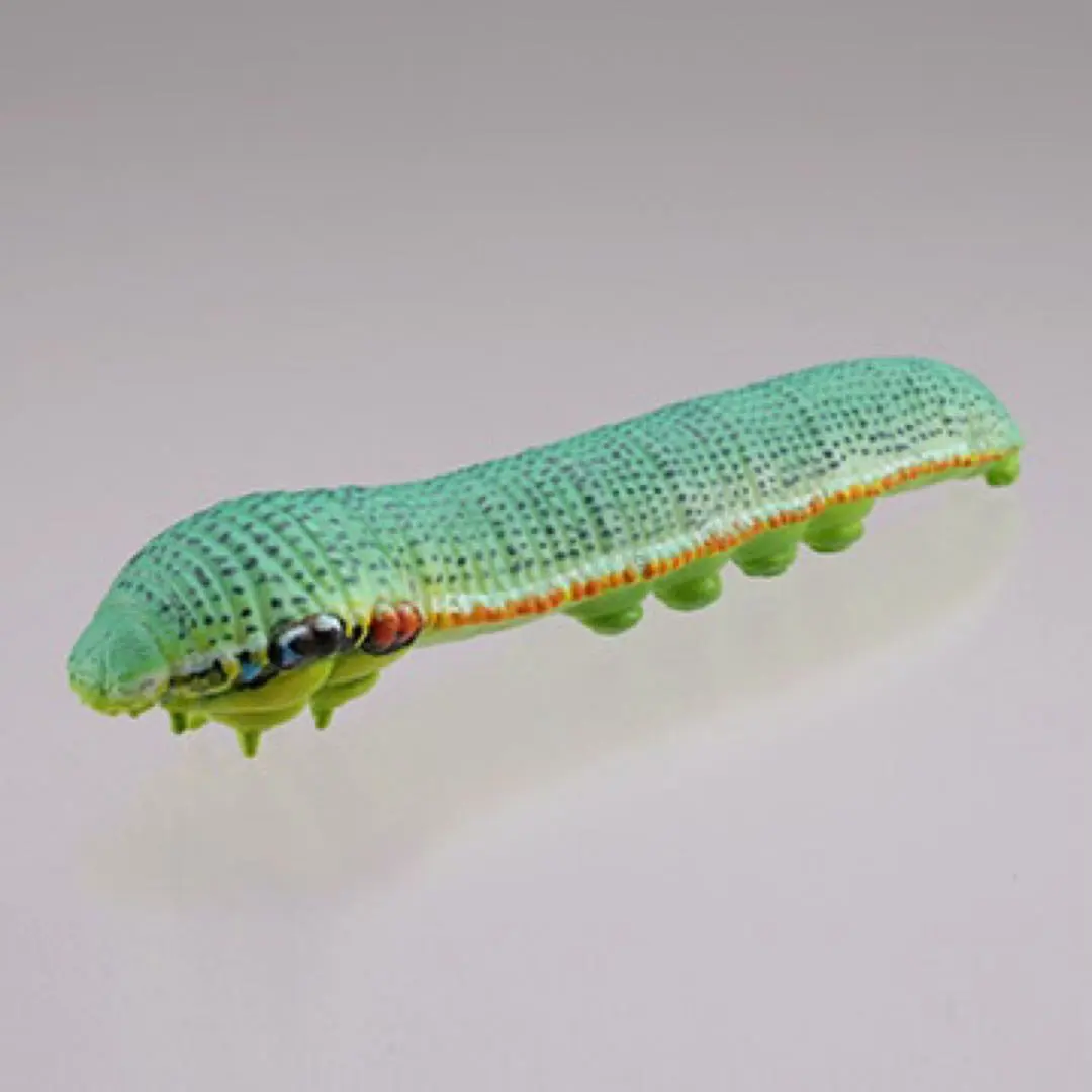 2026年最新】ツマベニチョウの人気アイテム - メルカリ