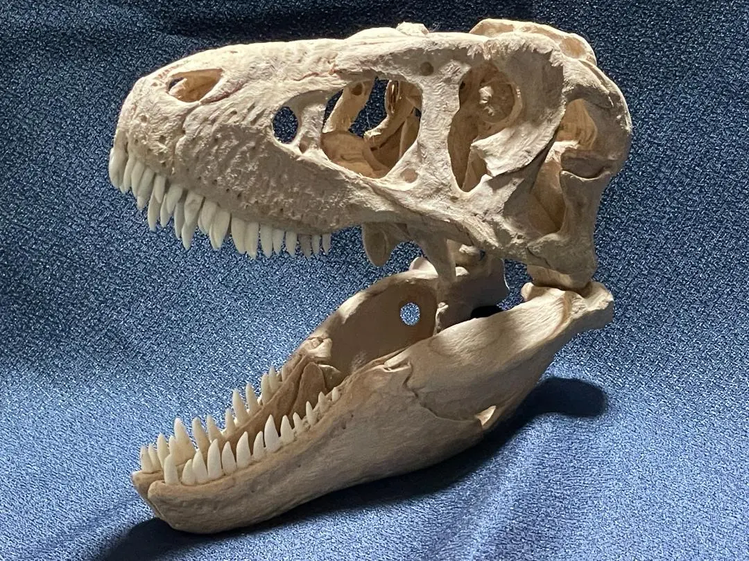 希少 ティラノサウルス類 化石 骨 恐竜 ゴビ砂漠産101.33mm fr87