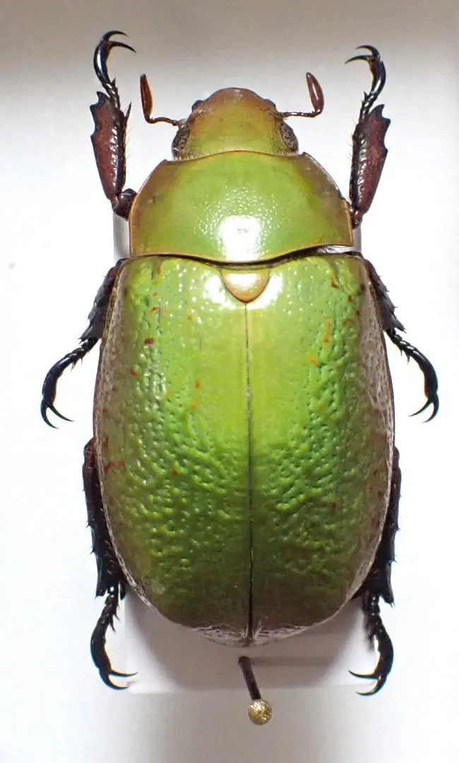 2026年最新】プラチナコガネ 標本の人気アイテム - メルカリ