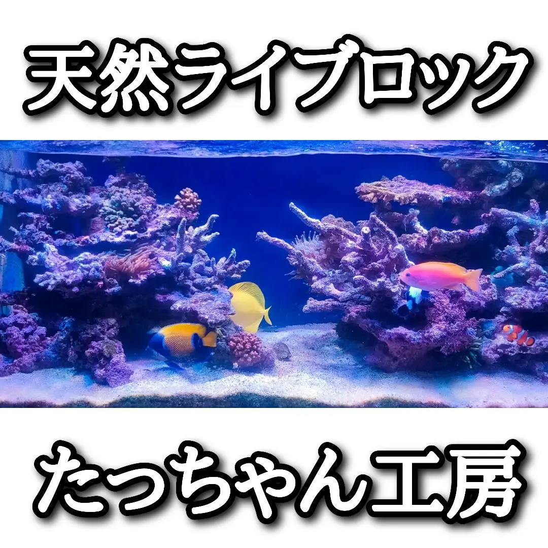 2026年最新】アクアリウムデスロックの人気アイテム - メルカリ