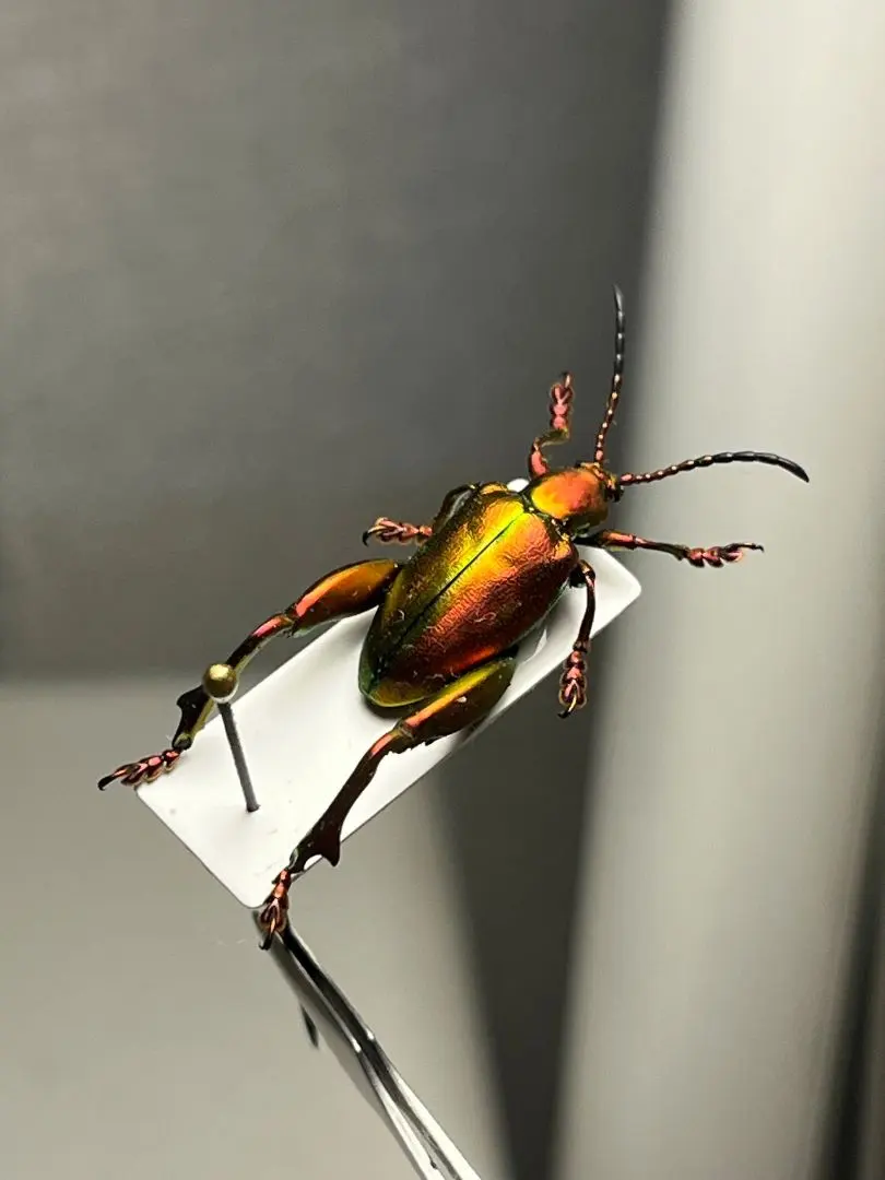 2026年最新】プラチナコガネ 標本の人気アイテム - メルカリ