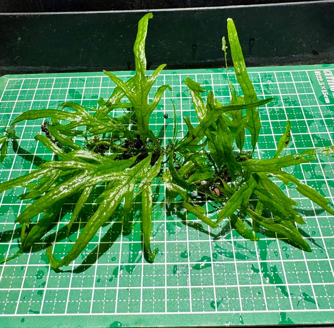 2026年最新】南米ジャイアントウィローモスの人気アイテム - メルカリ