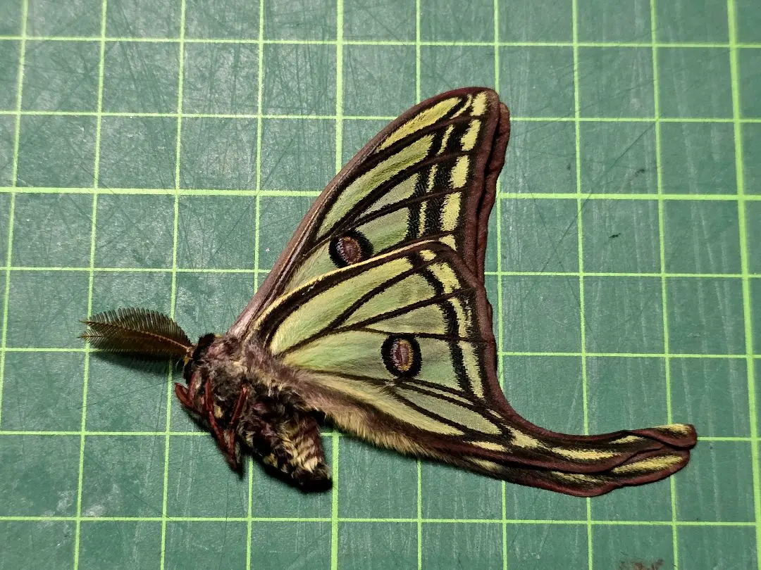 2026年最新】イザベラミズアオの人気アイテム - メルカリ