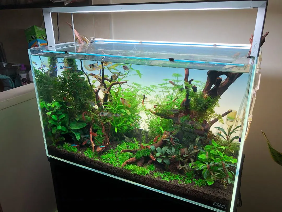 ADA キューブガーデン 90 良品