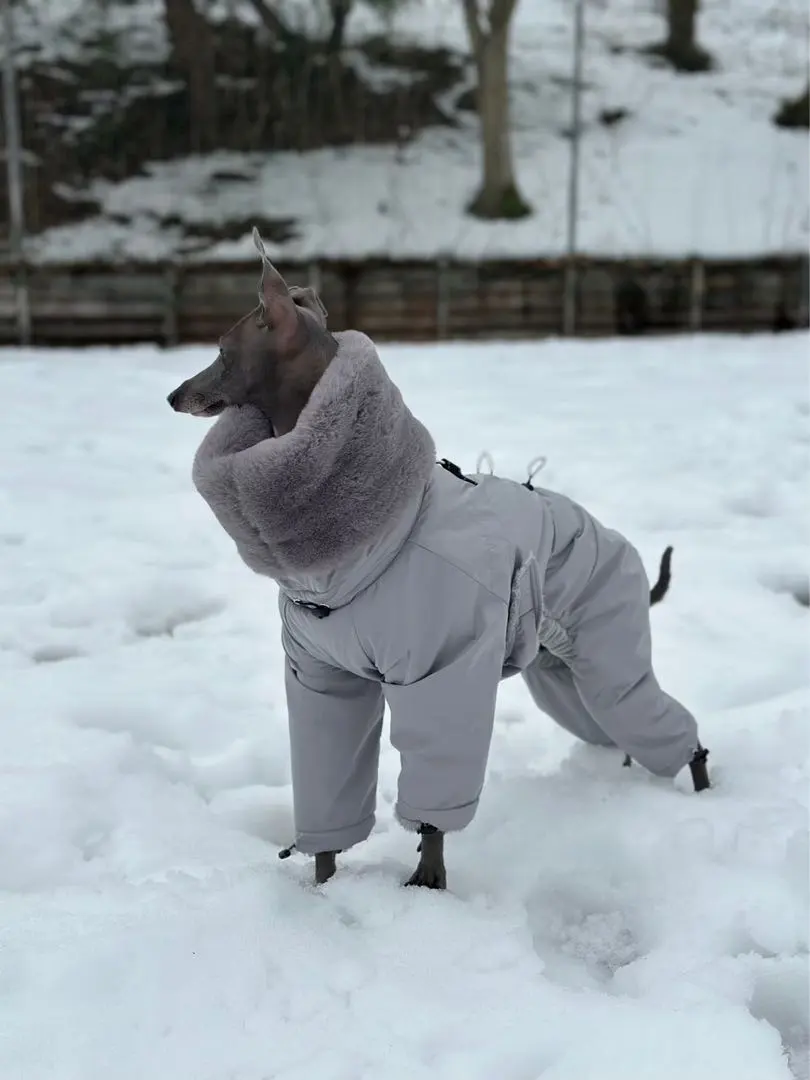 2026年最新】イタグレスノースーツの人気アイテム - メルカリ