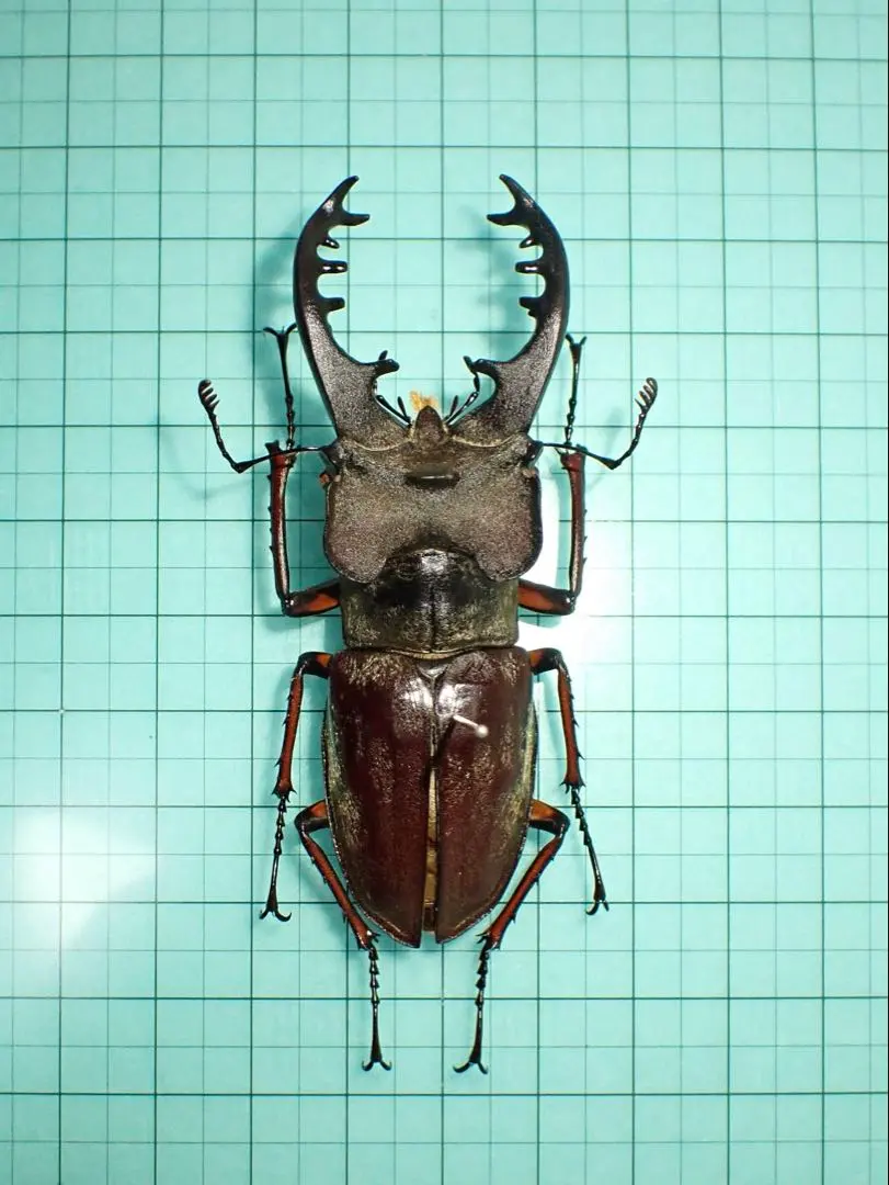 2026年最新】ミヤマクワガタ 北海道の人気アイテム - メルカリ