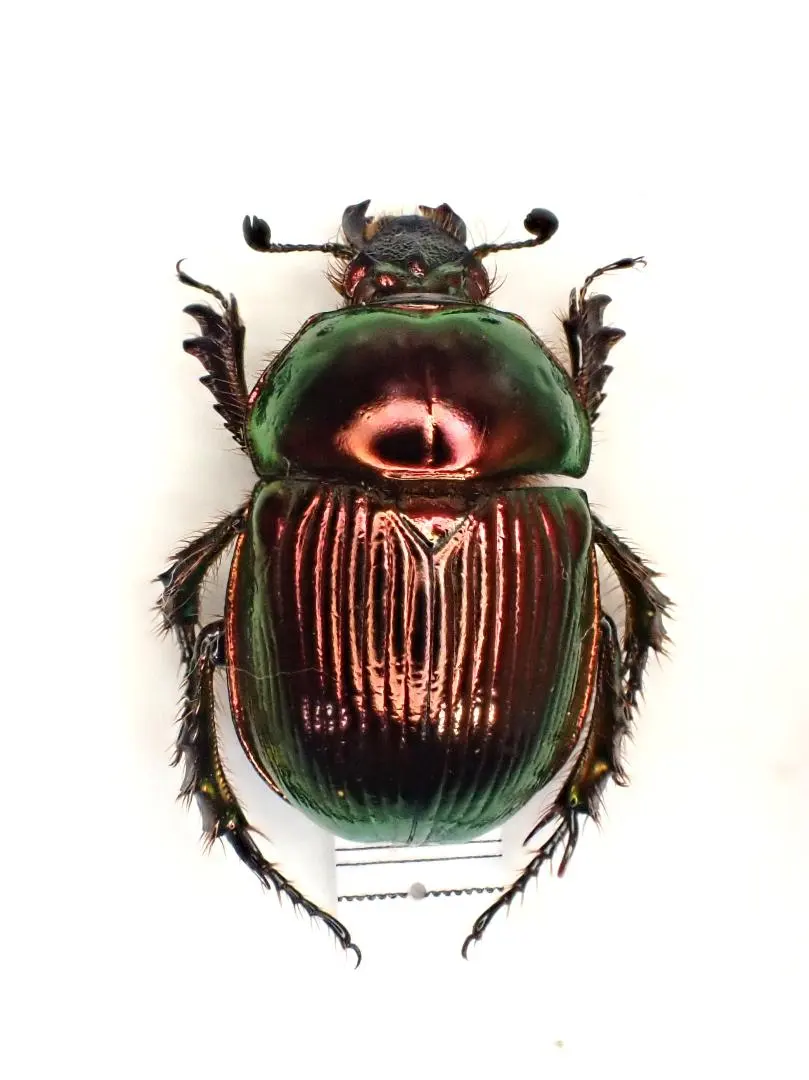 2026年最新】センチコガネ標本の人気アイテム - メルカリ