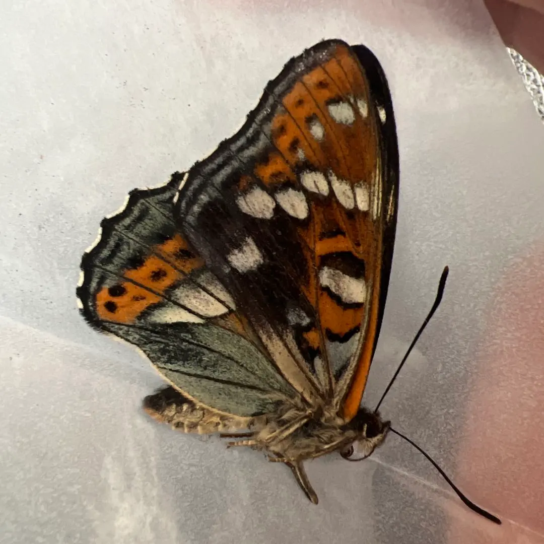 2026年最新】オオイチモンジの人気アイテム - メルカリ