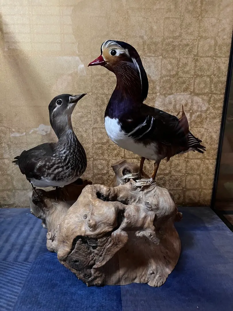 2026年最新】剥製 オシドリの人気アイテム - メルカリ