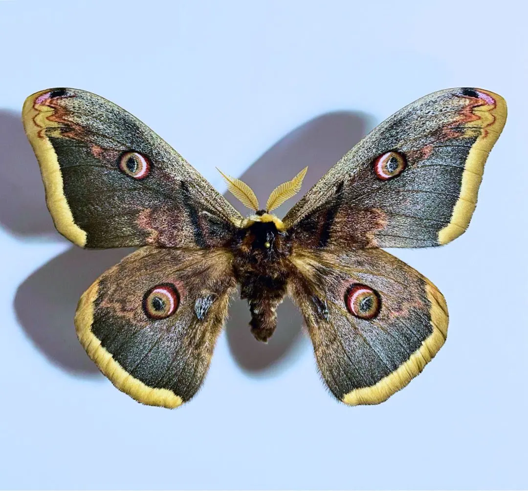 2026年最新】標本 ヤママユの人気アイテム - メルカリ