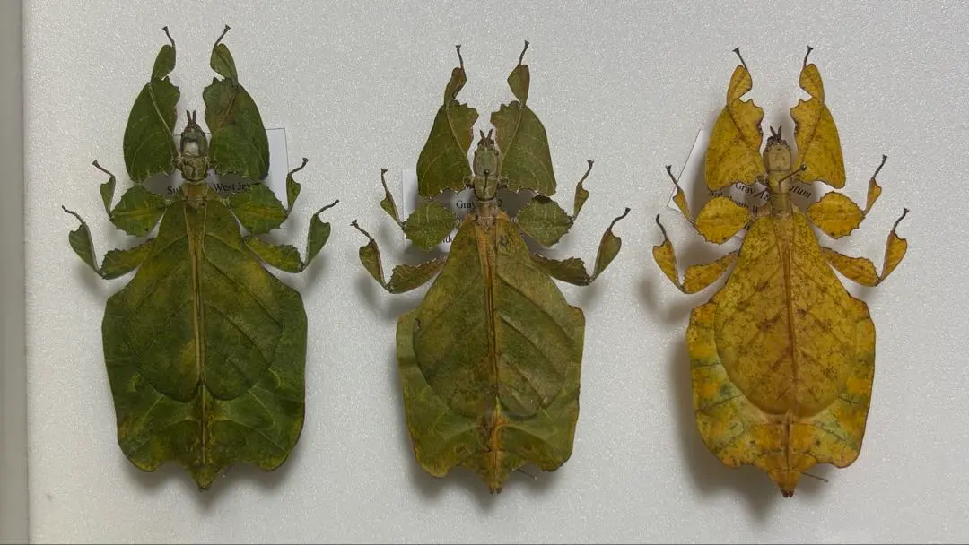 2026年最新】コノハムシ標本の人気アイテム - メルカリ