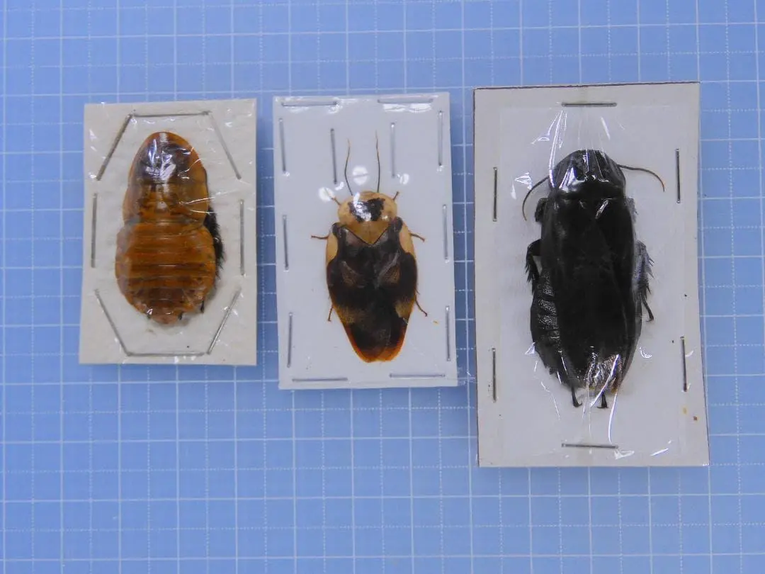 2026年最新】標本 ゴキブリの人気アイテム - メルカリ
