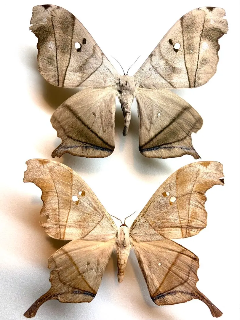 2026年最新】ヤママユ 昆虫標本の人気アイテム - メルカリ