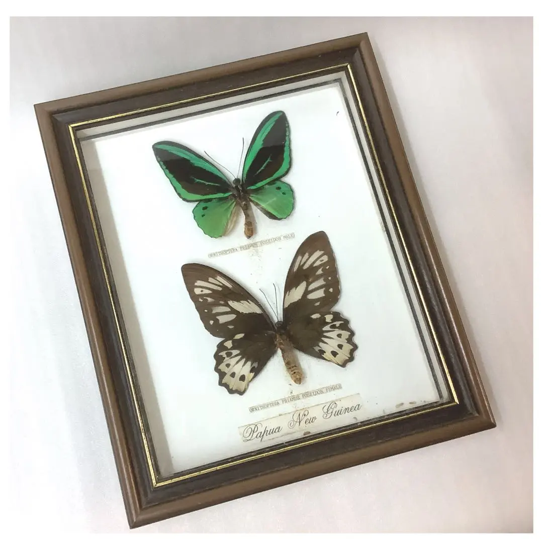 2025年最新】標本箱 ドイツの人気アイテム - メルカリ 希少蝶の標本