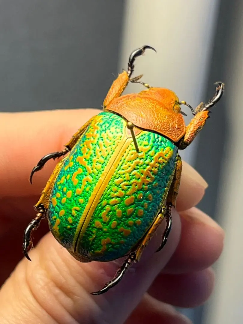 2026年最新】プラチナコガネ 標本の人気アイテム - メルカリ