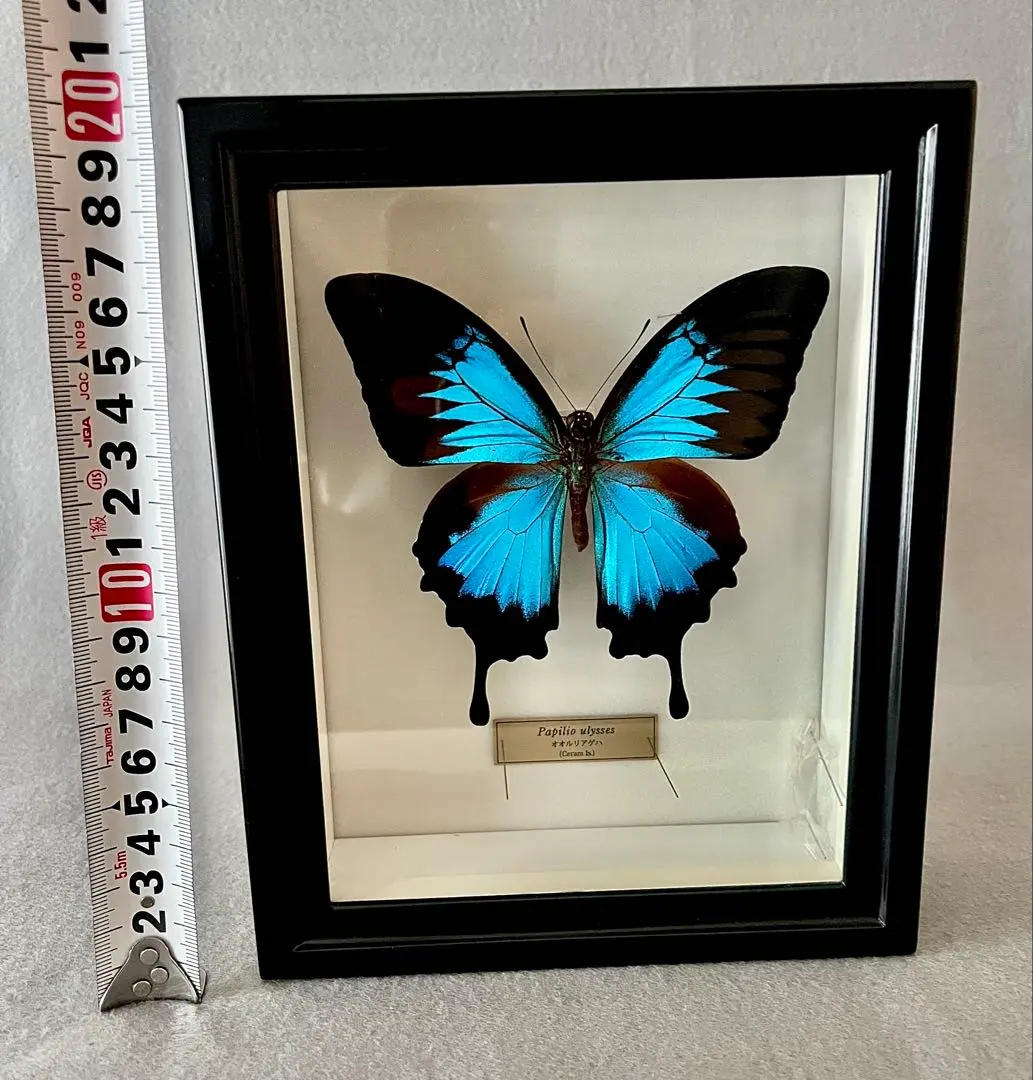 ヒメオオルリアゲハ ♂♀標本 77/78mm ☆ニューカレドニア産☆野外大型標本