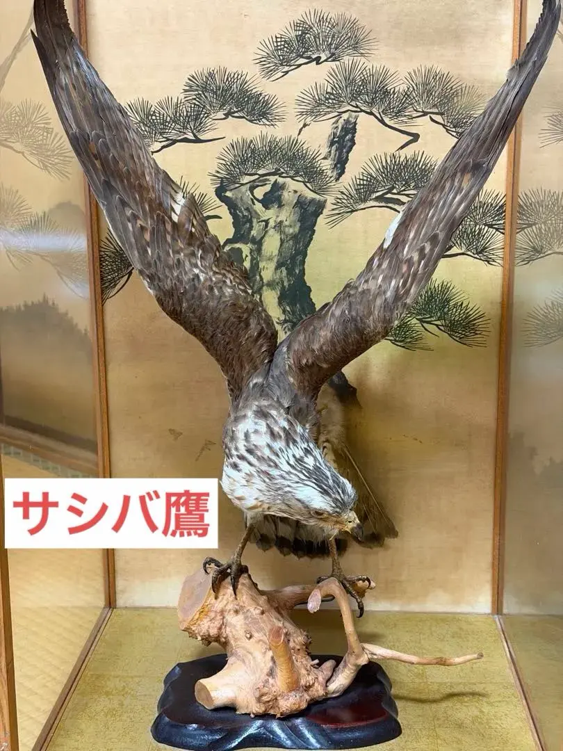 2026年最新】鷹 剥製の人気アイテム - メルカリ