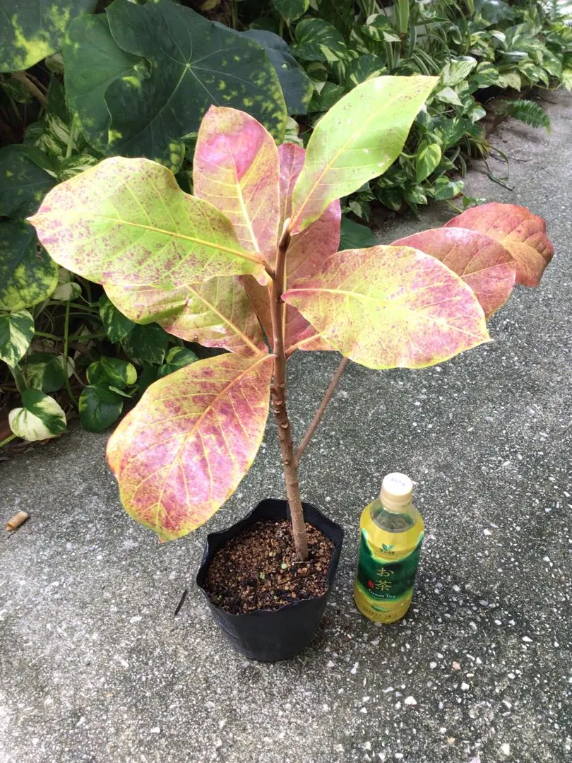 2026年最新】モモタマナ 苗の人気アイテム - メルカリ