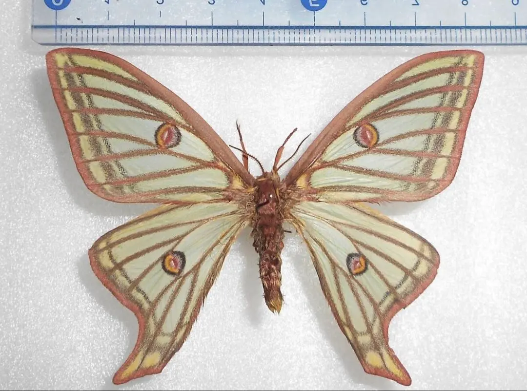 2026年最新】イザベラミズアオの人気アイテム - メルカリ