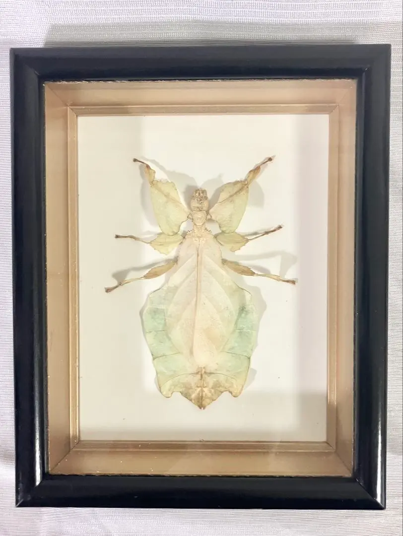 2026年最新】コノハムシ標本の人気アイテム - メルカリ