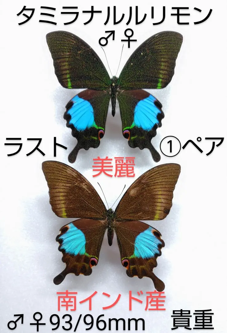 2026年最新】ルリモンアゲハの人気アイテム - メルカリ