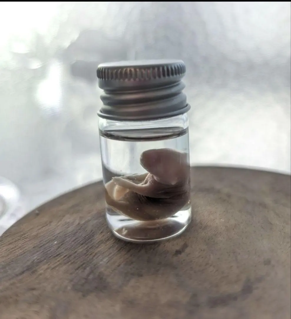 2026年最新】液浸標本の人気アイテム - メルカリ